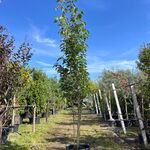 2x Japanse sierkers, Prunus ‘Amanogawa’, meerstammig, roze bloei, ca.