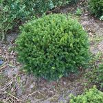 Ca. 85x Venijnboom, Taxus Baccata, bol, wintergroen, ca. 50-60 cm bree