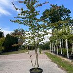 8x Perzisch ijzerhout, Spierstruik, Parrotia Persica En Spiraea ‘Goldf