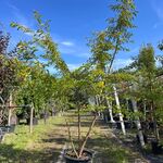 2x Japanse sierkers, Prunus ‘Autumnalis Rosea’, meerstammig, zachtroze