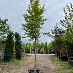 Haagbeuk, Carpinus Betulus, hoogstam, ca. 5-6 m hoog