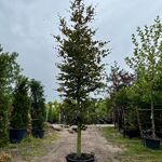 3x Rode beuk, Fagus ‘Atropunicea’, hoogstam, roodbladig, ca. 5-6 m hoo