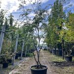 2x Valse Christusdoorn, Gleditsia Triacanthos Inermis, meerstammig, ca