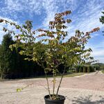 5x Sierstruik, Cercidiphyllum Japonicum, E.a., sierheester, bloei/herf