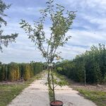 Krentenboompje, Amelanchier Lamarckii, solitair, ca. 200 cm hoog