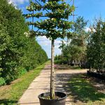 2x Zilverlinde, Tilia ‘Brabant’, leiboom, ca. 200 cm stamhoogte