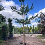 2x Grove den, Pinus Sylvestris, naaldboom, wintergroen, ca. 3.5 m hoog