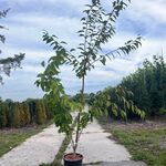 4x Japanse sierkers, Prunus ‘Kanzan’, meerstammig, dieproze bloei, ca.