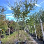 Japanse sierkers, Prunus ‘Oshidori’, meerstammig, wit/roze bloei, ca.
