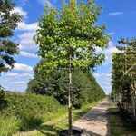 3x Amberboom, Liquidambar Styraciflua, leiboom, herfstverkleuring, ca.