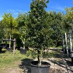 Hulst, Ilex ‘Limsi’, solitair, wintergroen, ca. 200-225 cm hoog