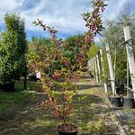 2x Witte kornoelje, Cornus ‘Sibrica’, sierheester, rode takken, ca. 17