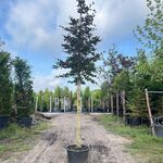 3x Rode beuk, Fagus ‘Atropunicea’, hoogstam, roodbladig, ca. 5 m hoog
