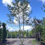 2x Zwarte els, Alnus Glutinosa, meerstammig, ca. 6 m hoog