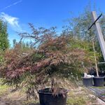 Japanse esdoorn, Acer ‘Garnet’, karakterboom, roodbladig, ca. 125-150