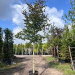 2x Rode beuk, Fagus ‘Atropunicea’, hoogstam, roodbladig, ca. 5-6 m hoo