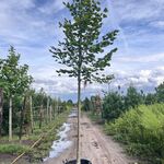 4x Koningslinde, Tilia Platyphyllos, hoogstam, ca. 5 m hoog
