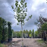 Plataan, Platanus Hispanica, hoogstam, ca. 5 m hoog