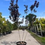 Pruikenboom, Cotinus Cog. ‘Royal Purple’, meerstammig, roodbladig, ca.