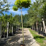 Trompetboom, Catalpa ‘Nana’, bolboom, ca. 240 cm stamhoogte