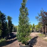Portugese laurier, Prunus ‘Angustifolia’, zuilvorm, wintergroen, ca. 3