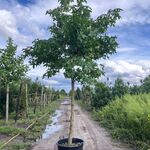 Amberboom, Liquidambar Styraciflua, dakvorm, herfstverkleuring, ca. 4-