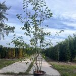 Krentenboompje, Amelanchier Lamarckii, meerstammig, witte bloesem, ca.