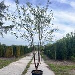 2x Tibetkers, Prunus Serrula, meerstammig, roodbruine stam, ca. 250-30