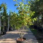 3x Japanse kornoelje, Cornus ‘China Girl’, meerstammig, witte bloei, c