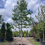 3x Amberboom, Liquidambar Styraciflua, hoogstam, herfstverkleuring, ca