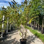 2x Vlinderstruik, Buddleja ‘Border Beauty’, sierheester, roze/paarse b