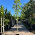 3x Laurierkers, Prunus ‘Novita’, leigeschikt, wintergroen, ca. 3-3.5 m