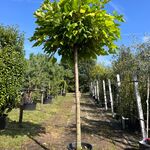 2x Trompetboom, Catalpa ‘Nana’, bolboom, ca. 200 cm stamhoogte