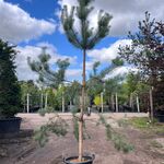 3x Grove den, Pinus Sylvestris, naaldboom, wintergroen, ca. 3 m hoog