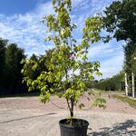 4x Sierstruik, Acer Tataricum Ginnala, E.a., sierheester, bloei/herfst