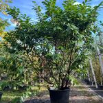 2x Laurierkers, Prunus ‘Novita’, haagplant/ meerstammig, wintergroen,