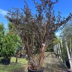 Blaasspirea, Physocarpus ‘Diabolo’, sierheester, roodbladig, ca. 250-3