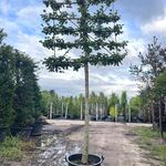 2x Winterlinde, Tilia Cordata, leiboom, ca. 200 cm stamhoogte