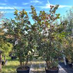 2x Rode hazelaar, Corylus ‘Purpurea’, sierheester, roodbladig, ca. 200