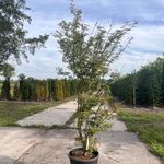 4x Japanse esdoorn, Acer Pal  ‘Jerre Schwartz’, sierheester, rode herf