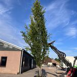 Zuilbeuk, Fagus ‘Dawyck ‘, zuilvorm, ca. 6-7 m hoog