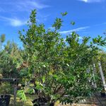 Laurierkers, Prunus ‘Novita’, haagplant, wintergroen, ca. 250-300 cm h