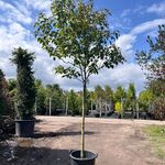 Pindakaasboom, Clerodendrum ‘Purple Blaze’, bloesemboom, witte/rode bl