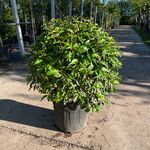 5x Portugese laurier, Prunus ‘Angustifolia’, bolvorm, wintergroen, ca.