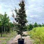 4x Rode beuk, Fagus ‘Atropunicea’, geveerd, roodbladig, ca. 4-5 m hoog
