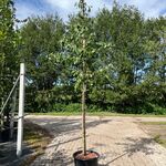 3x Pruimenboom, Prunus ‘Reine Claude D’Oullins’, hoogstam, gele pruime