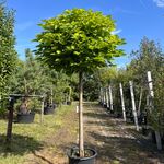 4x Trompetboom, Catalpa ‘Nana’, bolboom, ca. 160 cm stamhoogte
