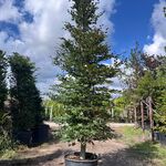 2x Rode beuk, Fagus ‘Atropunicea’, zuilvorm, roodbladig, ca. 5 m hoog