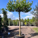 3x Plataan, Platanus Hispanica, dakboom, ca. 225 cm stamhoogte