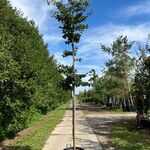 Perzisch ijzerhout, Parrotia Persica, hoogstam, rode herfstkleur, ca.